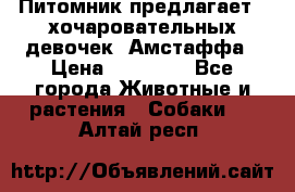 Питомник предлагает 2-хочаровательных девочек  Амстаффа › Цена ­ 25 000 - Все города Животные и растения » Собаки   . Алтай респ.